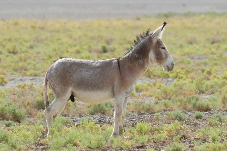 burro