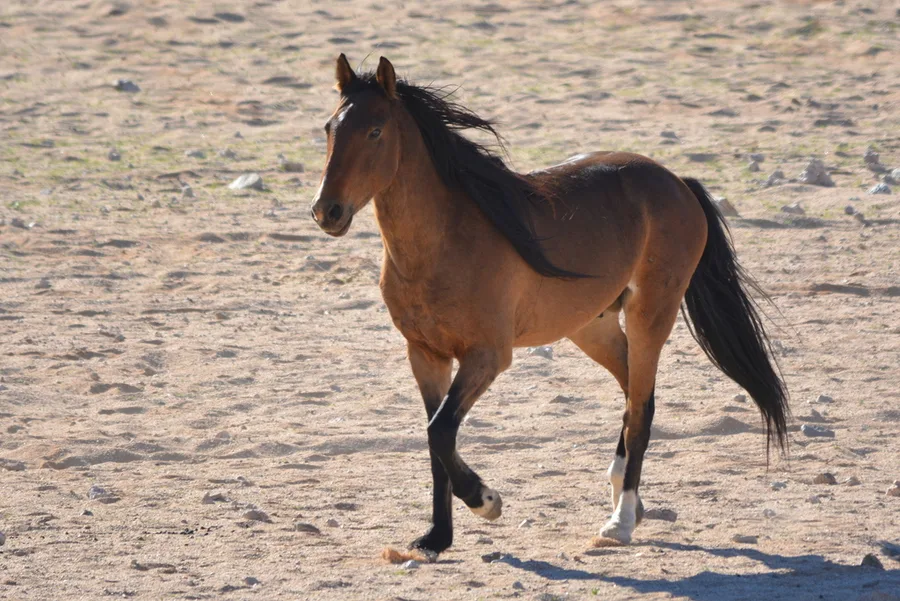 caballo
