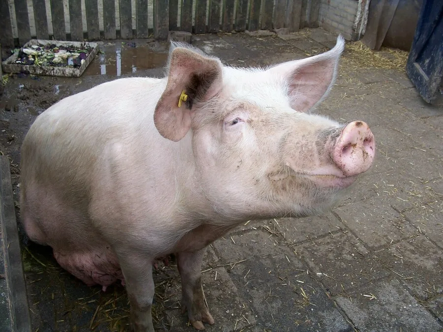 cerdo