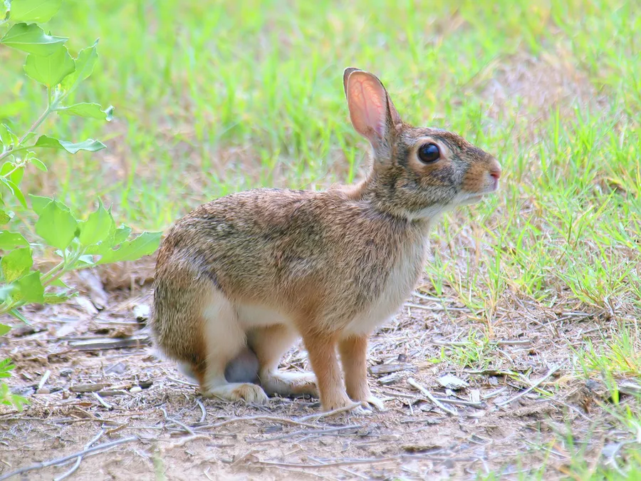 conejo