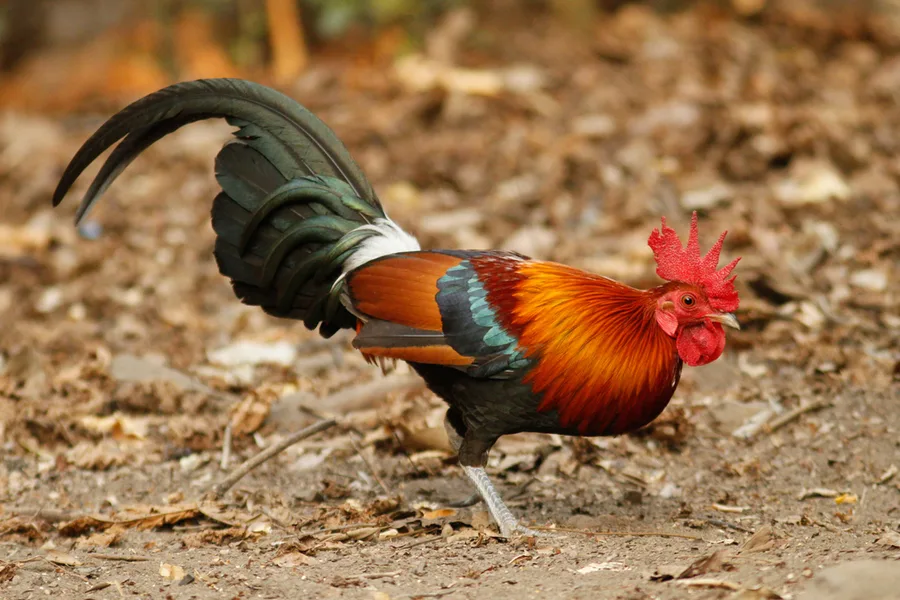 gallina