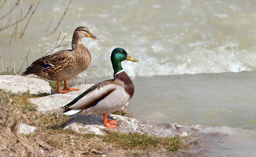 pato