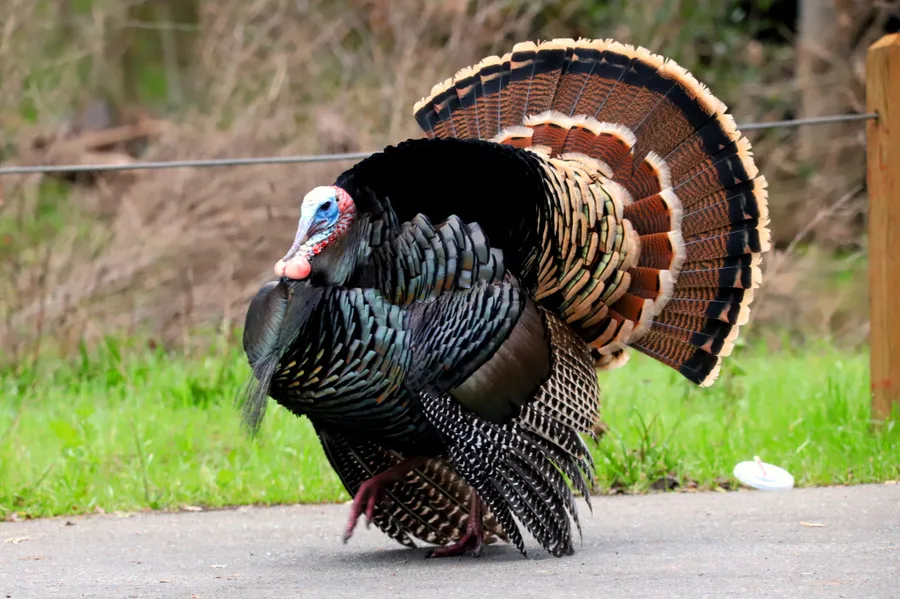 pavo