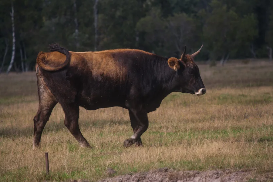 vaca